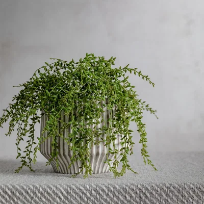 Perch and Parrow Faux Senecio Vine Stem, Set of Three