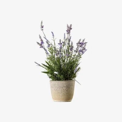 Perch and Parrow Faux Potted Lavender