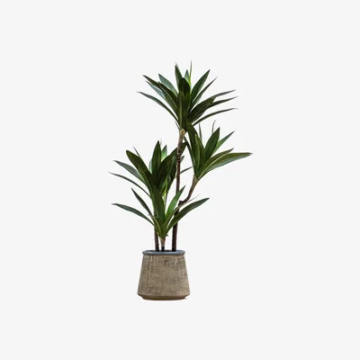 Perch and Parrow Solana Faux Yucca Tree in Sand Pot