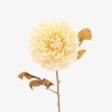 Perch and Parrow Faux Ivory Dahlia Stem, Set of 6