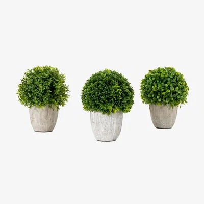 Perch and Parrow Mixed Potted Shrubbery - Set of 3