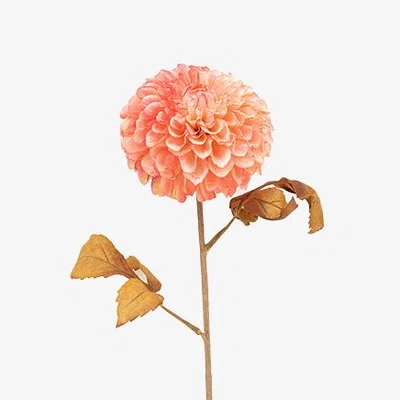 Perch and Parrow Faux Apricot Dahlia Stem, Set of 6