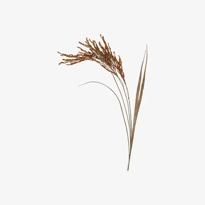 Perch and Parrow Dry Wheat Sheaf in Brown - Pack of 6