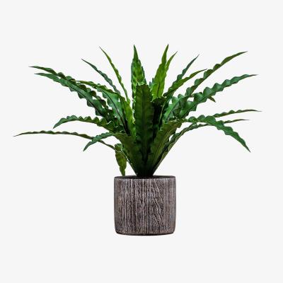 Perch and Parrow Solana Potted Asplenium Fern