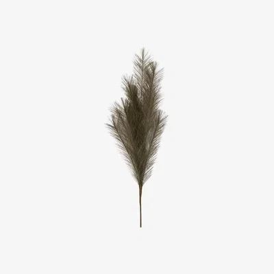 Perch and Parrow Stipa Feathered Spray in Khaki - Pack of 6