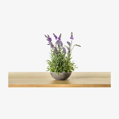 Perch and Parrow Faux Potted Lavender Bowl, Small