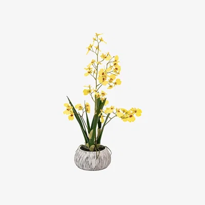 Perch and Parrow Faux Yellow Orchid in Low Pot