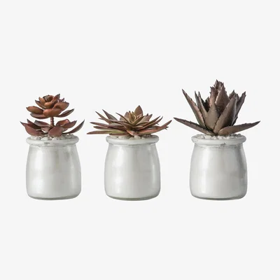 Perch and Parrow Rangley Mettalic Potted Succulents, Set of Three
