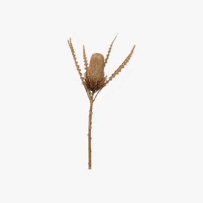 Perch and Parrow Dry Banksia Flower - Pack of 3