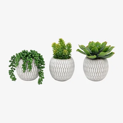 Perch and Parrow Potted Faux Succulents, Set of 3