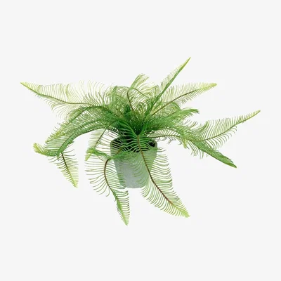 Pagazzi Potted Fern Feather