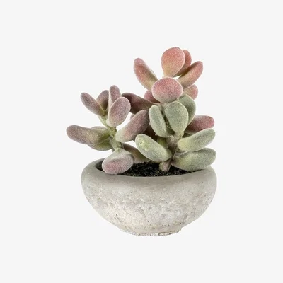 Pagazzi Graptoveria with Cement Bowl Small