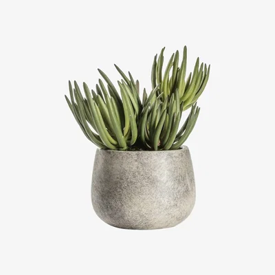Pagazzi Crassula Forest Green