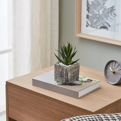 Pagazzi Artificial Aloe Vera