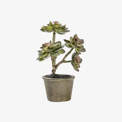 Pagazzi Potted Echeveria Moranii