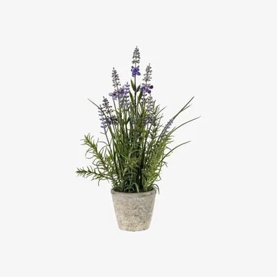 Pagazzi Lavender Classic with Cement Pot