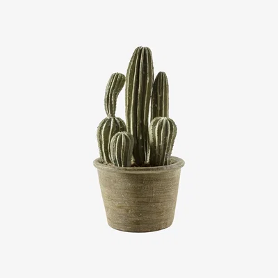 Pagazzi Cactus San Pedro Small