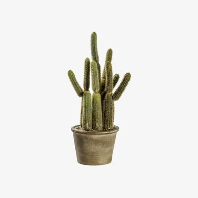 Pagazzi Cereus Cactus Small