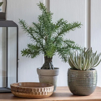 Pagazzi Potted Rosemary Tree