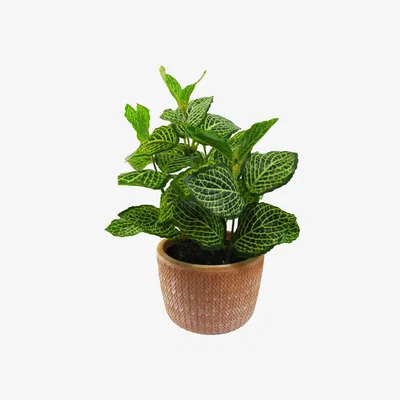 The Range Mini Artificial Foliage  Pothos in Terracotta Pot - Green