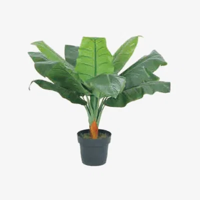 The Range Banana Plant - Green