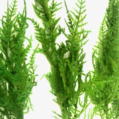 The Range Pack of 3 Flocked Asparagus Fern Sprays Stems - Green