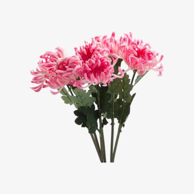 The Range Spider Chrysanthemum - Pink