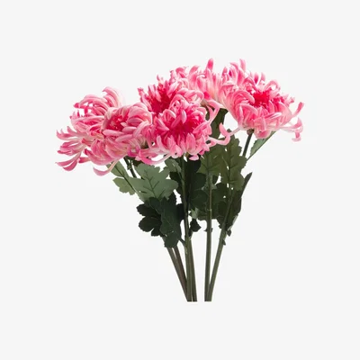 The Range Spider Chrysanthemum - Pink