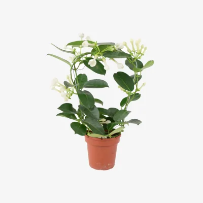 The Range Stephanotis Jasmine Hoop - Fragrant Indoor Flowering Plant - Pure White