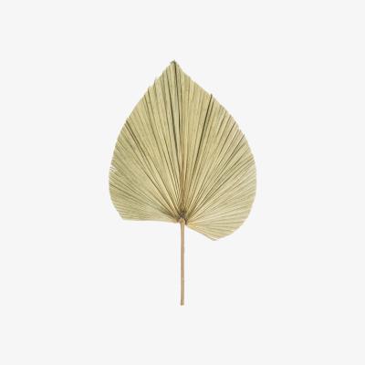 The Range Dried Natural Fan Palm Artistic Greenery - Khaki