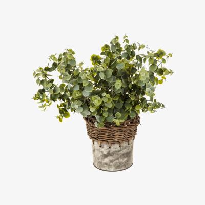 The Range Eucalyptus in a Galvanised Pot - Green