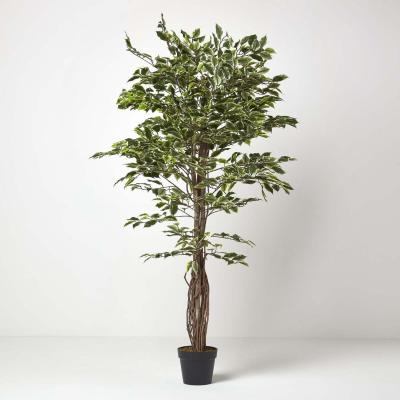 The Range Homescapes Variegated Green Ficus Tree Artificial Plant with Twisted Trunk, 6 Ft - Green