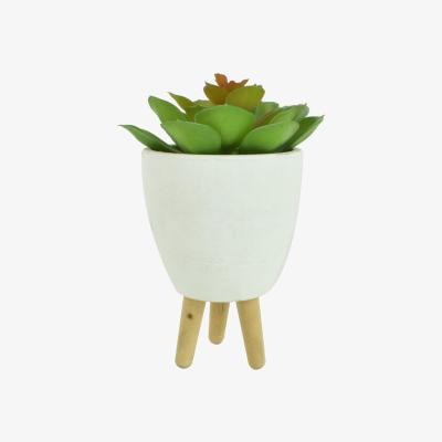 The Range Succulent on Stand