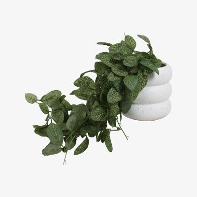 The Range Trailing Fittonia In Bubble Pot - Green