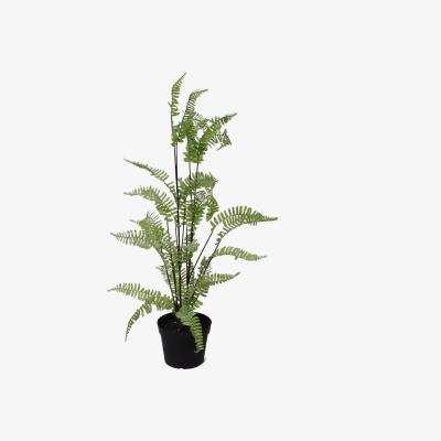 The Range Artificial Silver Leaf Fern Foliage Plant - Green