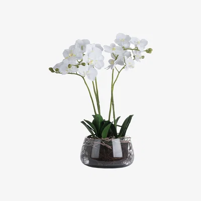 The Range Elegant Accent White Orchid In Glass Pot  - White