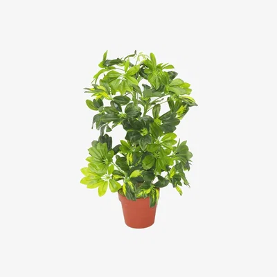 The Range Artificial Arboricola Gold Capella Plant - Green