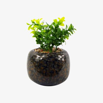 The Range Ceramic Spotted Planter Artificial Crassula Plant - Green