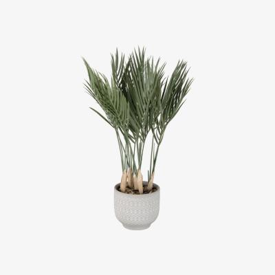 The Range Palm Leaves in Pot