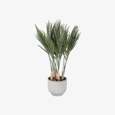 The Range Palm Leaves in Pot