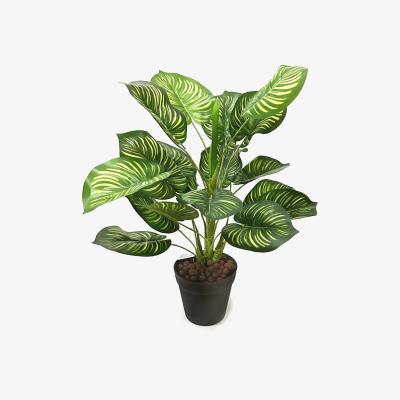 The Range Artificial Variegated Queen of Hearts Plant in Black Pot - Green