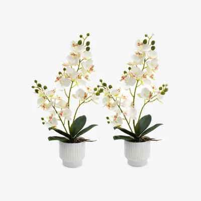 The Range 2 Pack White Orchid Artificial Flower in Pot - White