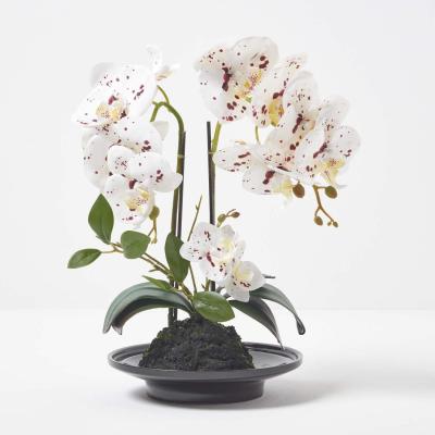 The Range Homescapes 36cm Lifelike White Artificial Orchid in Black Ceramic Bowl - White