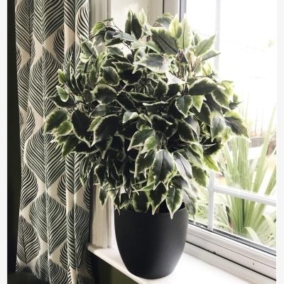The Range Premium Artificial Variegated Artificial Ficus Ball in Pot - Green