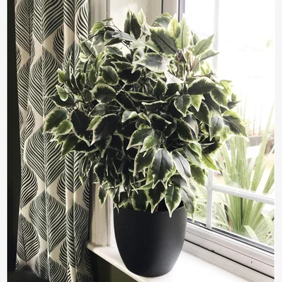 The Range Premium Artificial Variegated Artificial Ficus Ball in Pot - Green