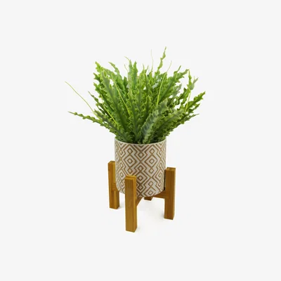 The Range Ceramic Planter Stand And Artificial Fern Plants - Green