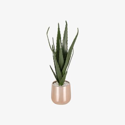 The Range Aloe Vera in Rose Gold Pot