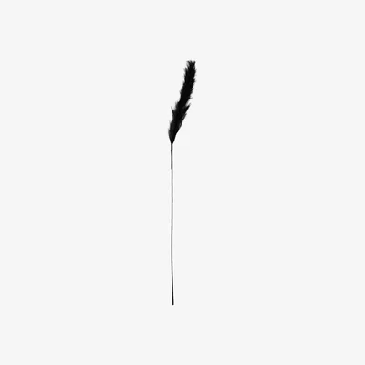 The Range Black Pampas Stem - Black