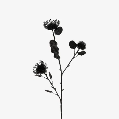 The Range Midnight Thistle Stem - Black