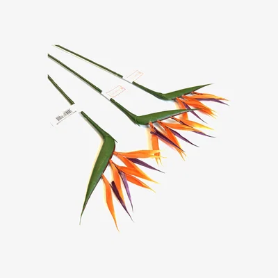 The Range Artificial Bird of Paradise Flower Stems - Orange